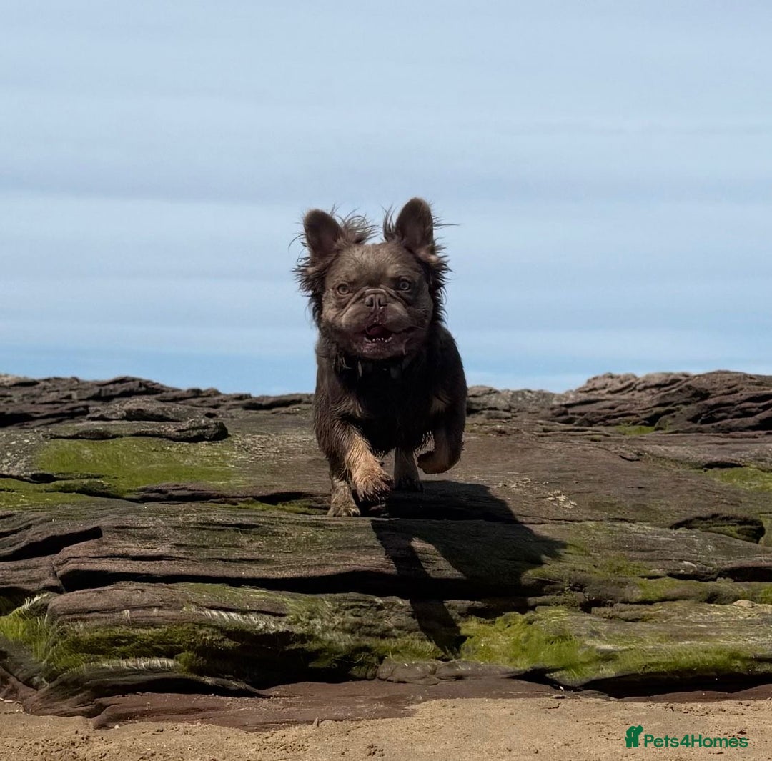 French Bulldog dogs for stud: Fluffy chocolate tri French bulldog stud - Advert 2