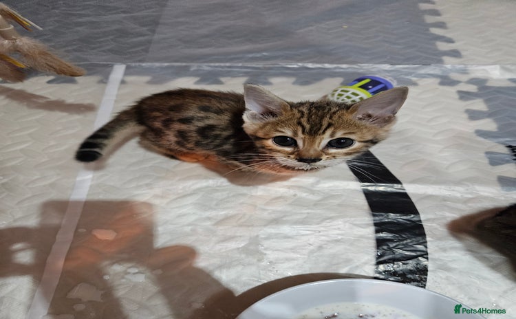 Bengal cats - Advert 1