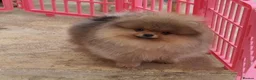Pomeranian dogs for sale: Incredibly fluffy Pom puppies  - Advert 9