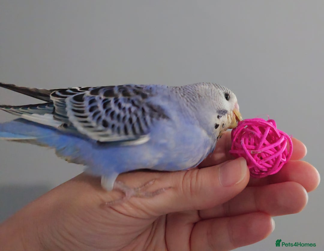 Budgerigars birds for sale: Hand reared silly tame baby budgies  - Image 21