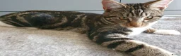 Maine Coon cats for sale: Maine coon cross kitten - Advert 6