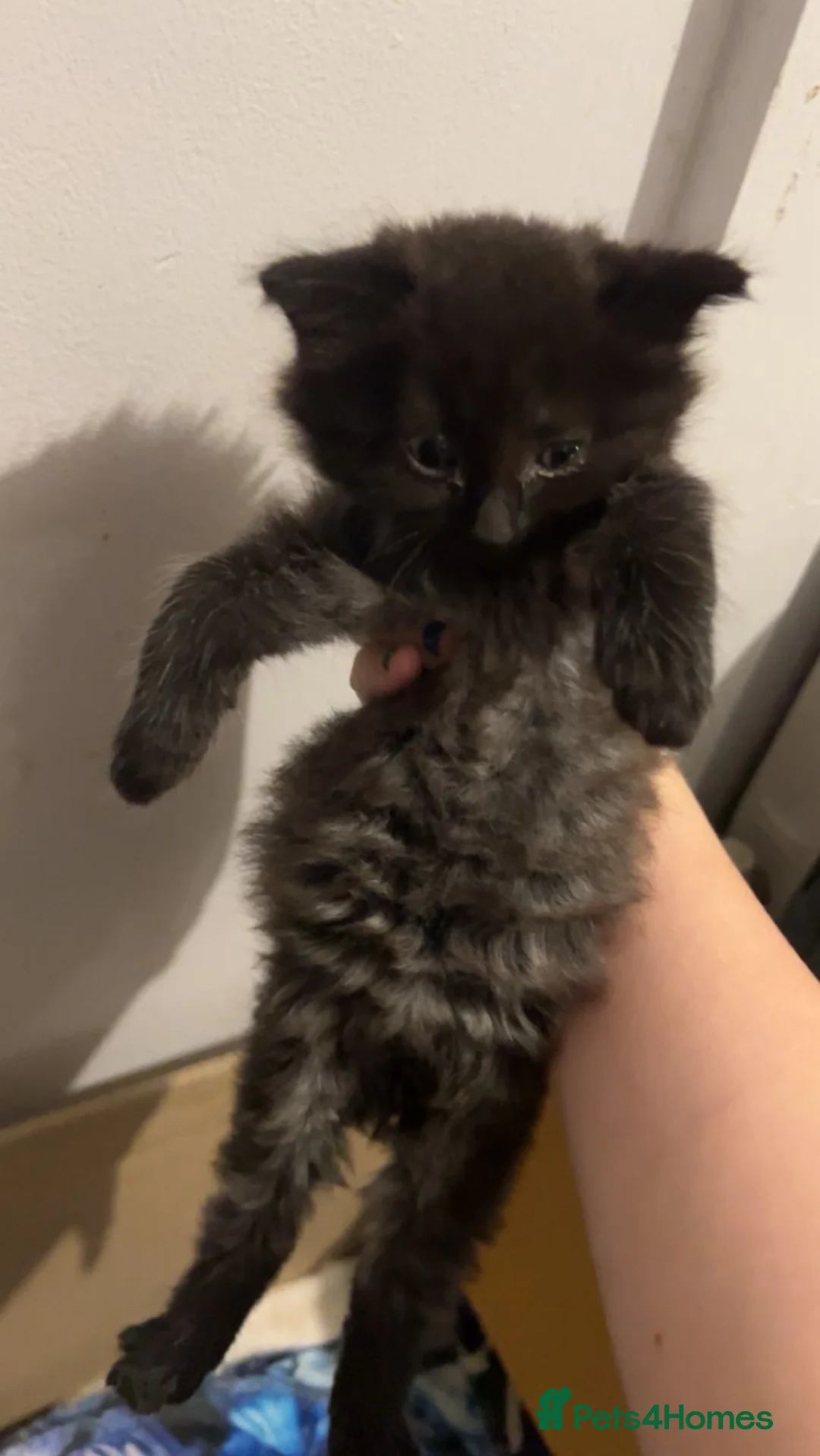 Mixed Breed cats for sale: Kittens for sale  in Braintree - Advert 2