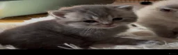 British Shorthair cats for sale: Stunning bsh kittens for sale  - Advert 4