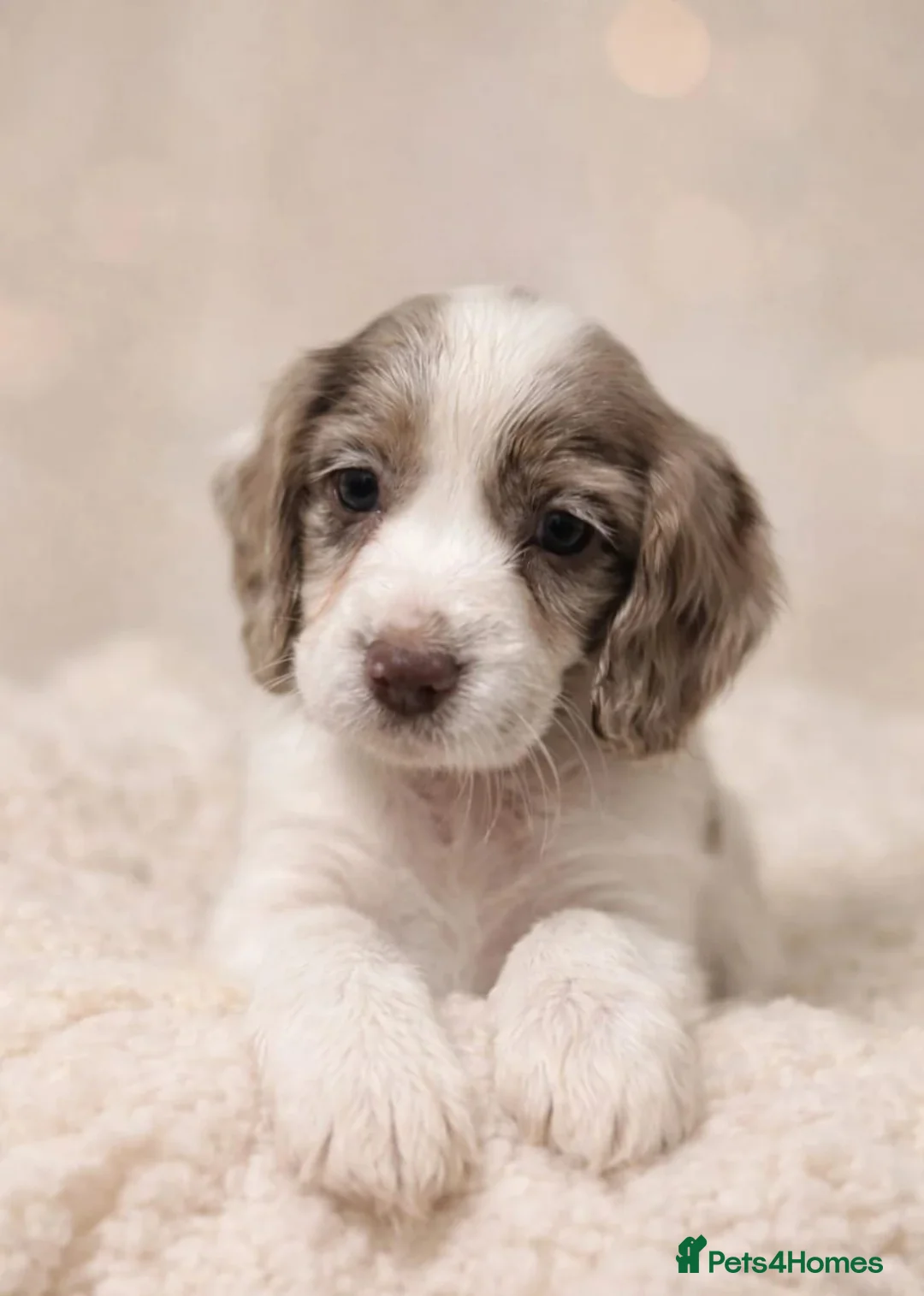 Cocker Spaniel dogs for sale: Stunning Working Cocker Spaniel Puppies  in Warrington - Advert 2