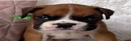 Boxer dogs for sale: Beautiful boxer puppies  - Advert 18