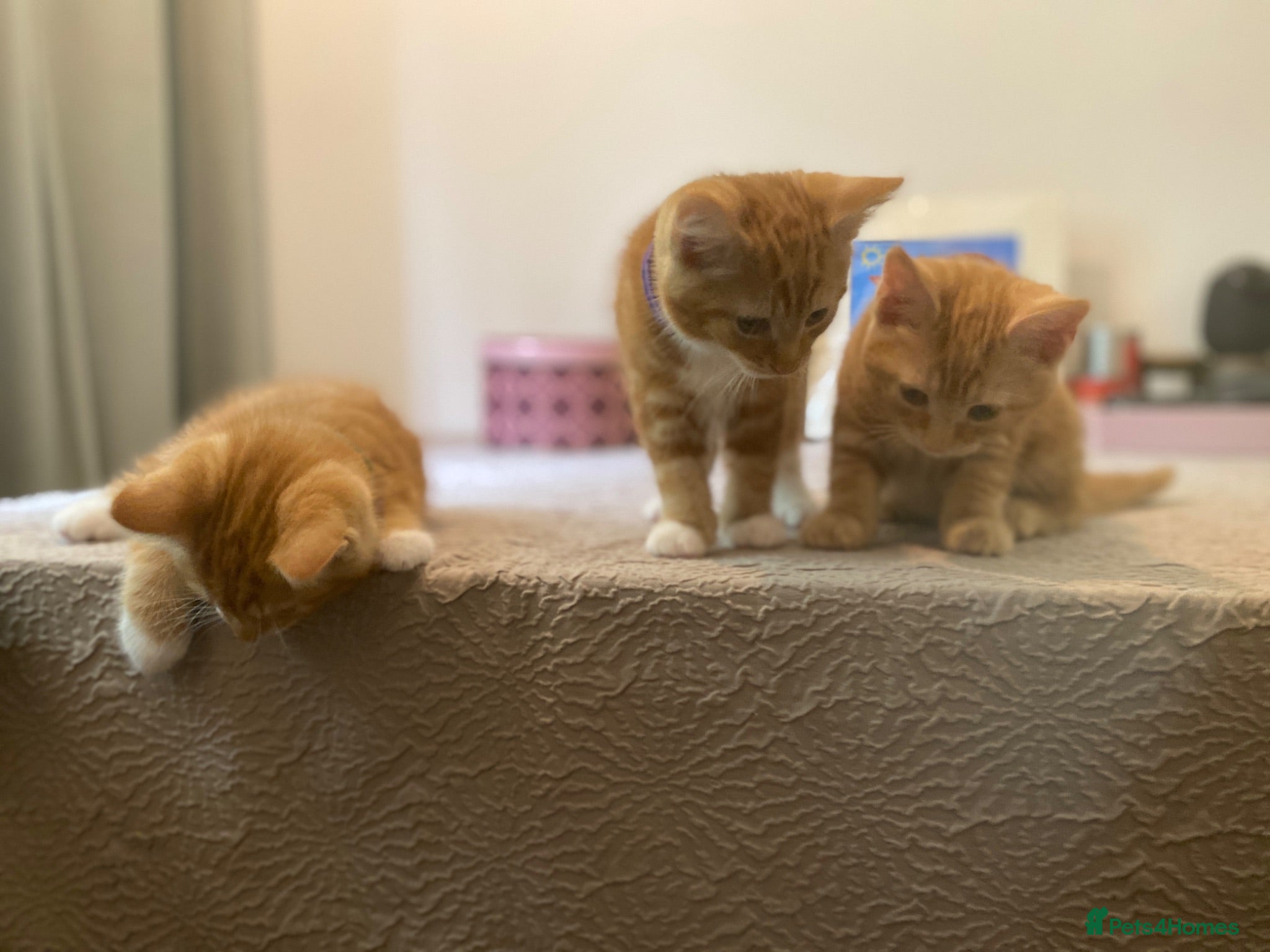 Domestic Shorthair cats 🧡Beautiful Ginger Kittens - Well Socialised 🐱 - Advert 1