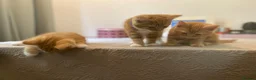 Domestic Shorthair cats for sale: 🧡Beautiful Ginger Kittens - Well Socialised 🐱 in Woking - Advert 1