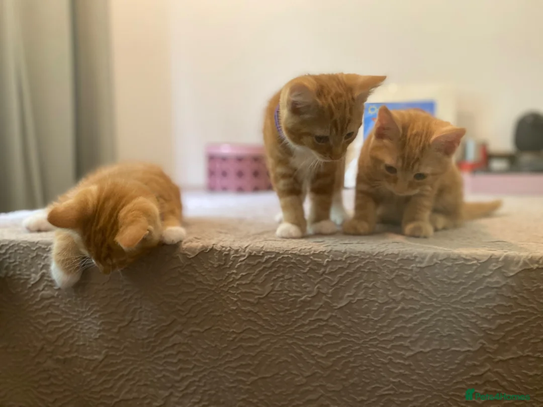 Domestic Shorthair cats for sale: 🧡Beautiful Ginger Kittens - Well Socialised 🐱 in Woking - Advert 1