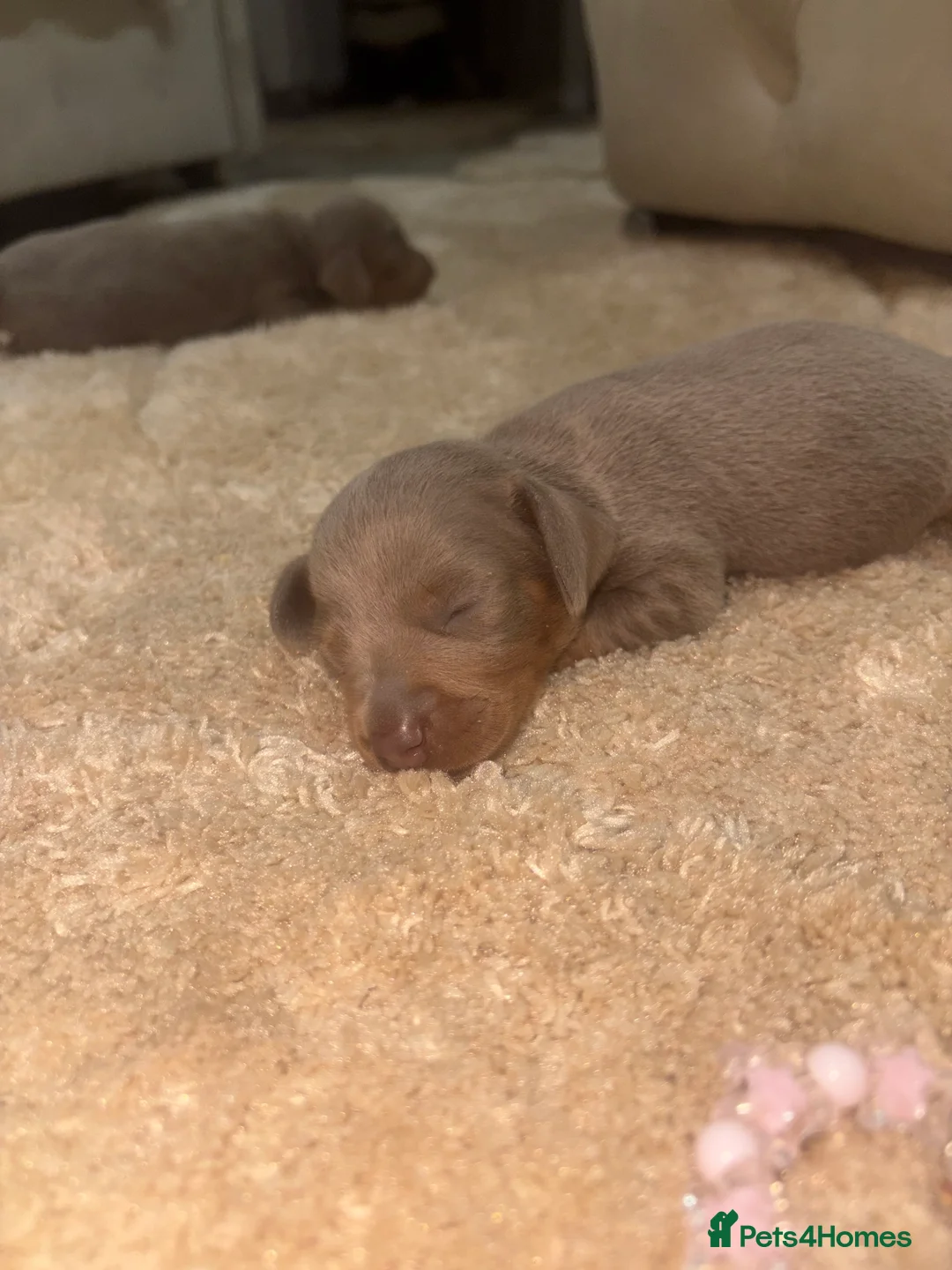 Miniature Dachshund dogs for sale: 💎🐾 Gorgeous Isabella Dachshund Boys 🐾💎 - Advert 25