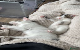 Mixed Breed cats for sale: Adorable Half-Manx Kittens 🐾 - Image 17
