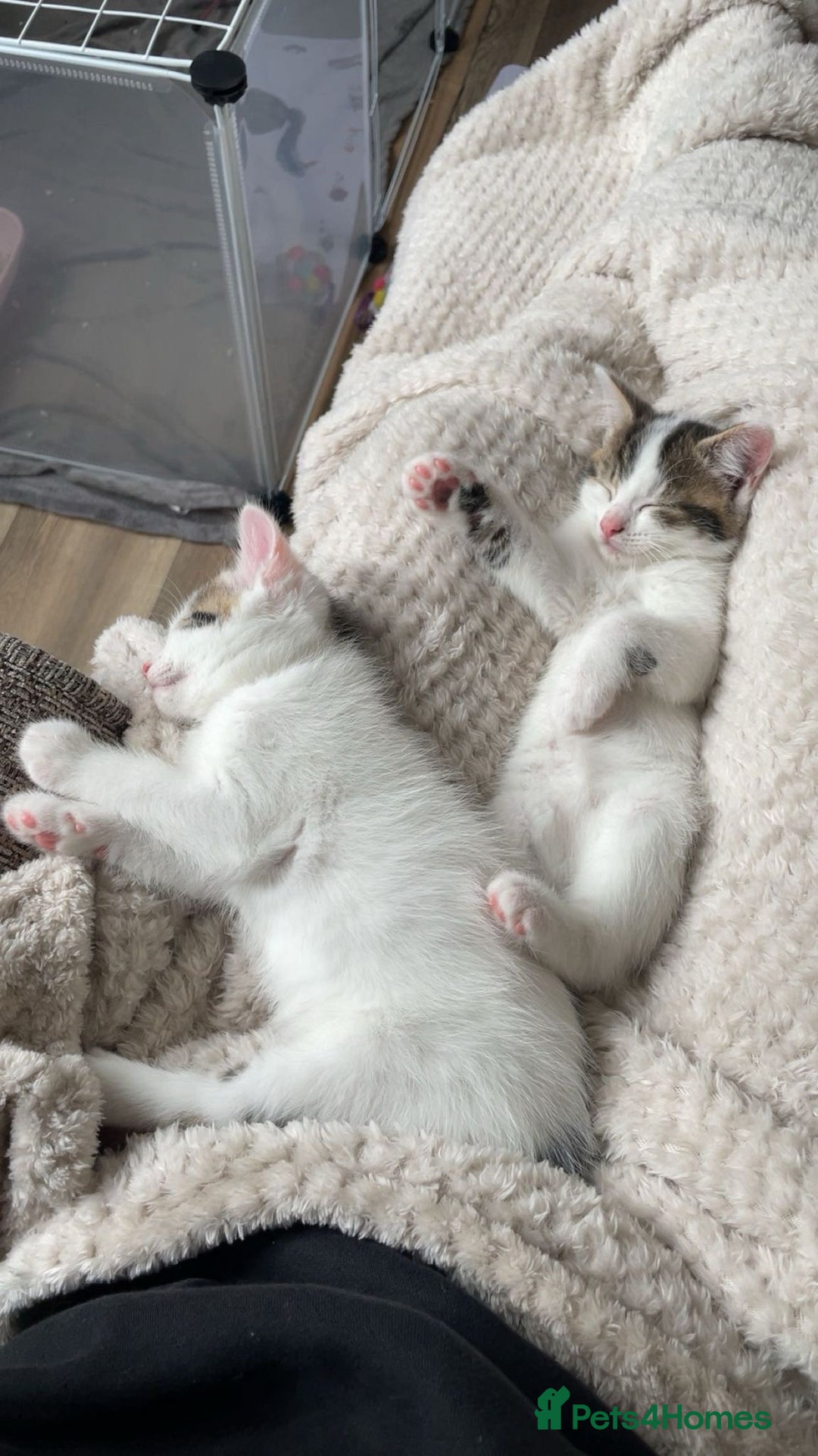 Mixed Breed cats for sale: Adorable Half-Manx Kittens 🐾 - Image 17