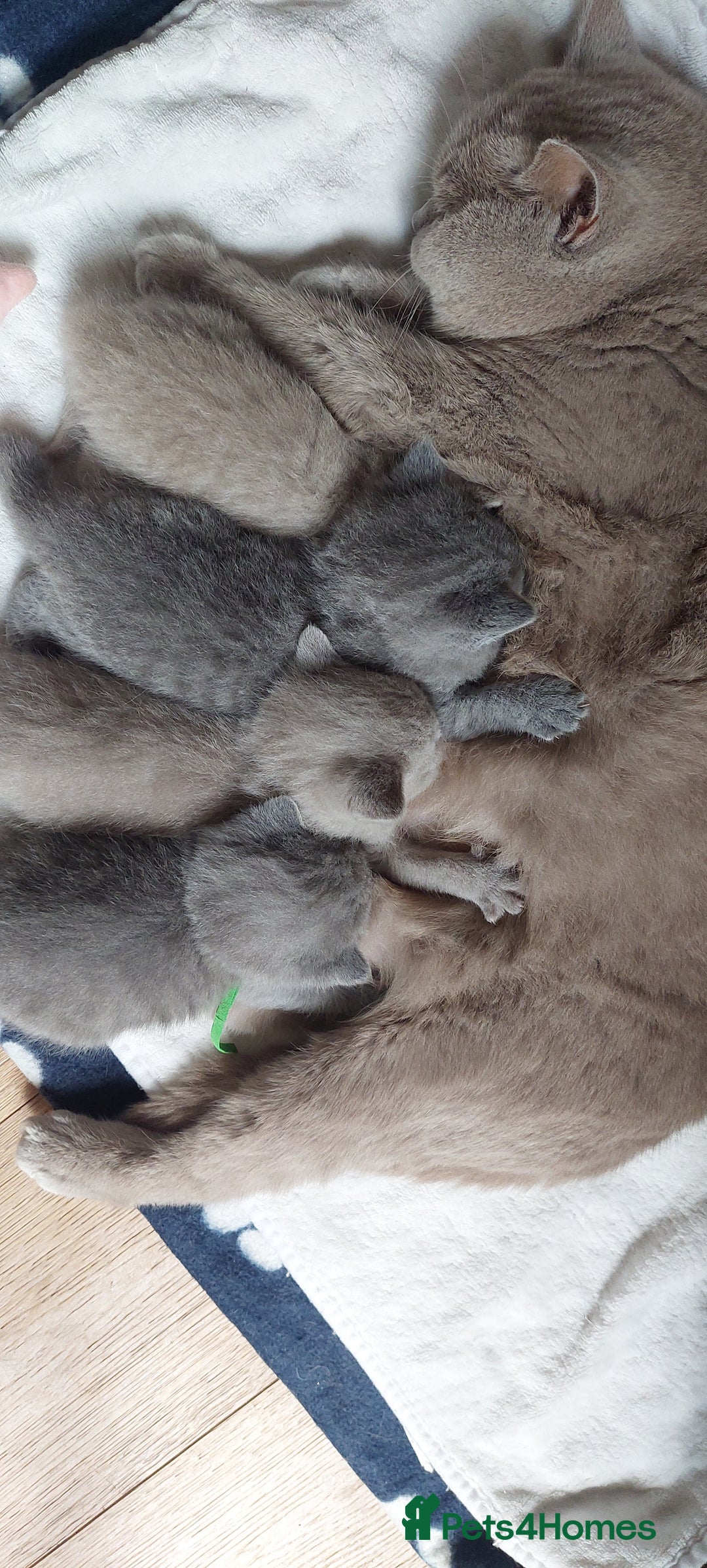 British Shorthair cats for sale: 💙💜GCCF REGISTERED KITTENS💜💙 - Image 12