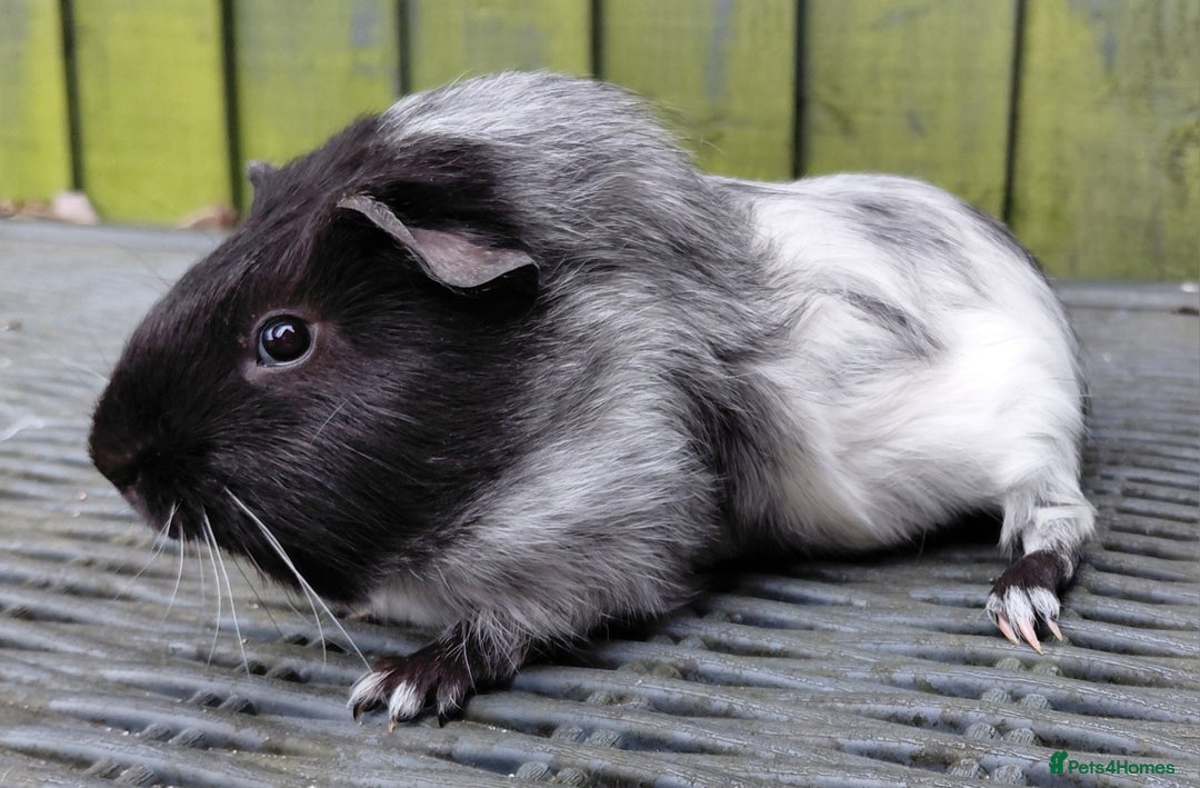 Guinea Pig rodents for sale: 3 male baby piggies for sale - Advert 12