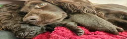 Cockapoo dogs for sale: 6 Stunning Chocolate Toy Cockerpoos - Advert 8