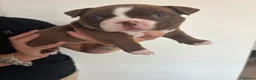 American Bully dogs for sale: Pocket bully - Advert 11