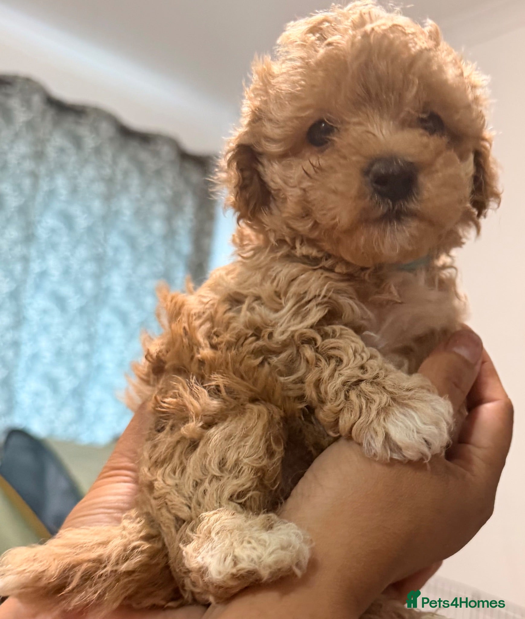 Maltipoo dogs Tiny Asian maltipoo - Advert 15