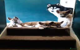 Alaskan Malamute dogs for stud: For stud alaskan malamute  - Image 6