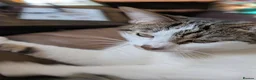 Domestic Shorthair cats for sale: Kitten 1 Year Old Looking For Forever Home - Advert 7