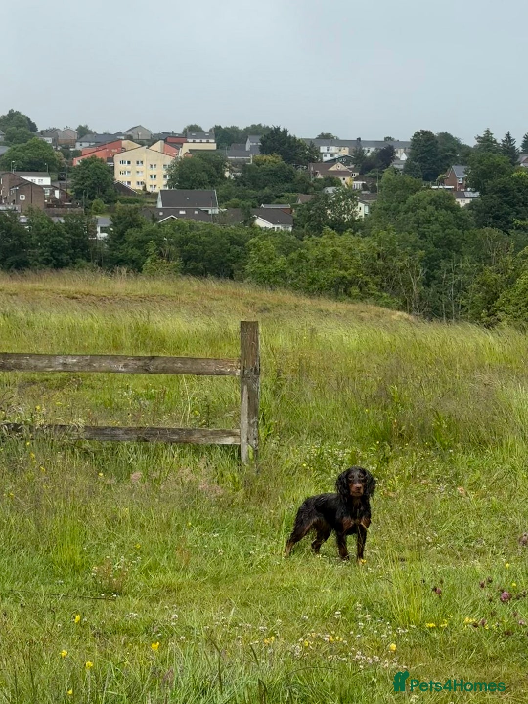Cocker Spaniel dogs for sale: Stunning KC Working Cocker Spaniel Puppies - Image 13