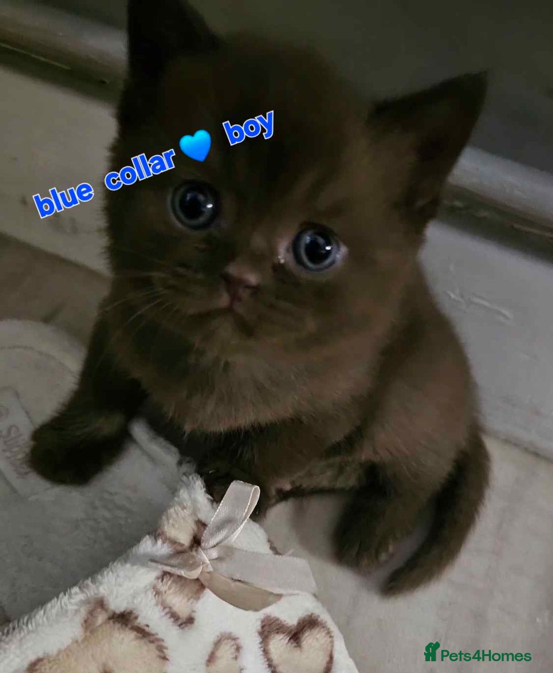 British Shorthair cats for sale: Beautiful  British  shorthair  kittens - Advert 13