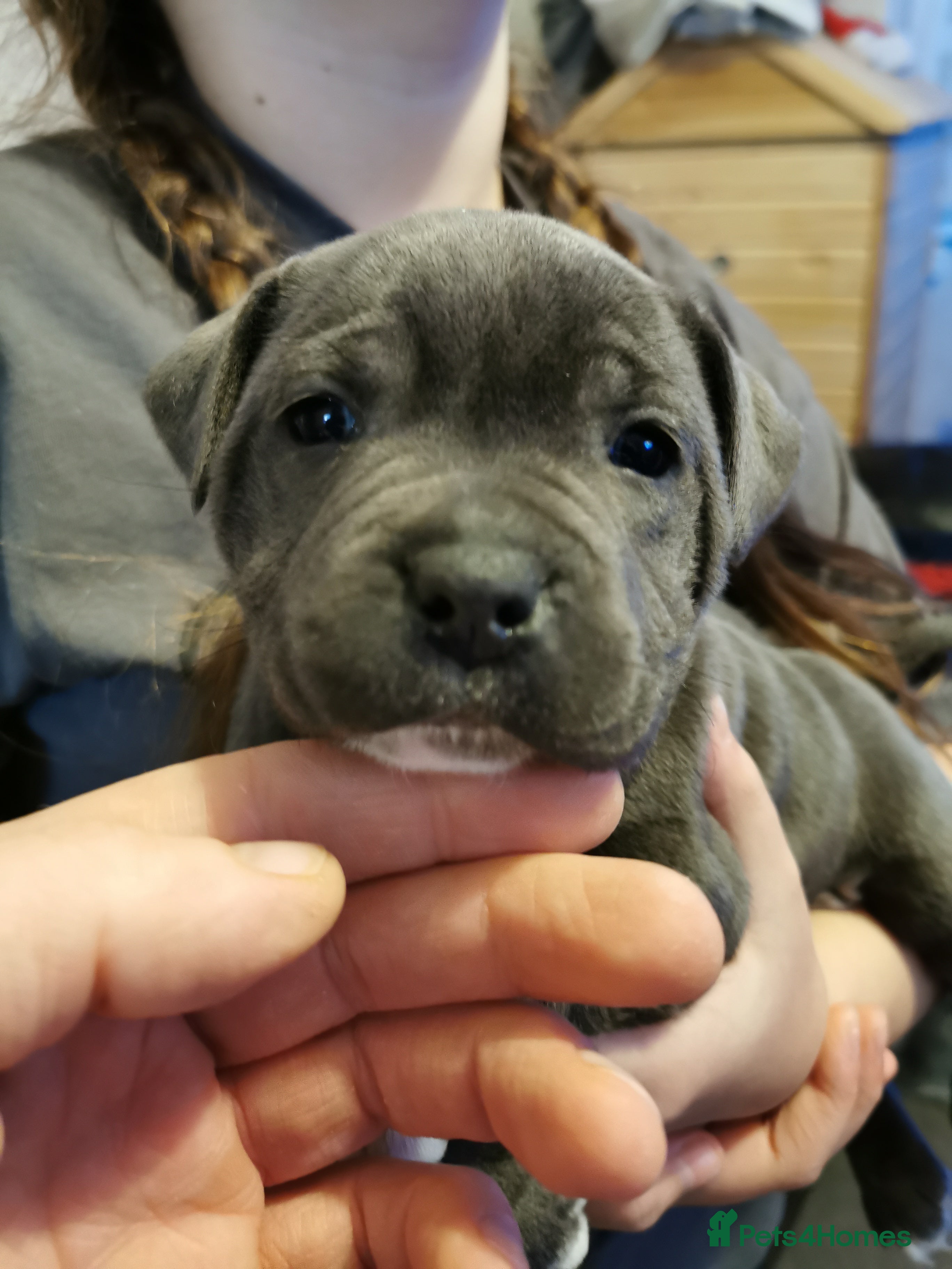 Staffordshire Bull Terrier dogs Beautiful Staffy's puppies - Advert 15