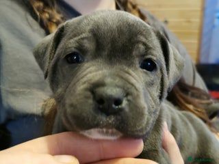 Staffordshire Bull Terrier dogs Beautiful Staffy's puppies - Advert 15