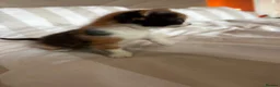 Mixed Breed cats for sale: Beautiful kittens for sale - Advert 3