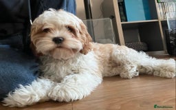 Cavapoo dogs for sale: Miniature Australian Cavadoodles - Image 16