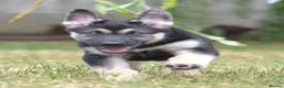 German Shepherd dogs for sale: ⭐ Rare East European Shepherd Puppies UK - Advert 8