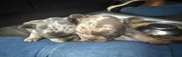 French Bulldog dogs for sale: KC registered female French bulldog pups available - Advert 4