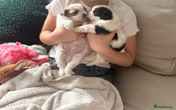 Shih Tzu dogs for sale: 5 Beautiful shihtzu  puppies for sale 2xM 3xF - Image 23
