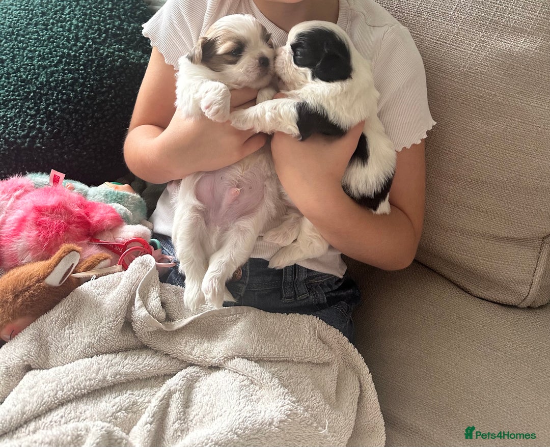 Shih Tzu dogs for sale: 5 Beautiful shihtzu  puppies for sale 2xM 3xF - Image 23