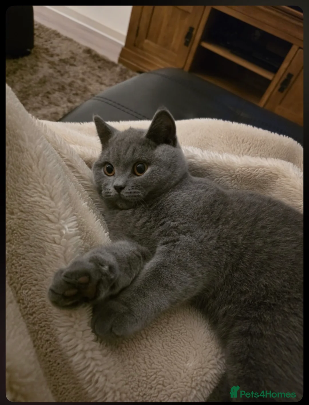 British Shorthair cats for sale: Blue British Shorthair Cat in Bolton - Advert 9