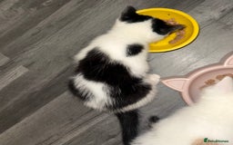 Domestic Shorthair cats for sale: 1 male kitten left - Image 4