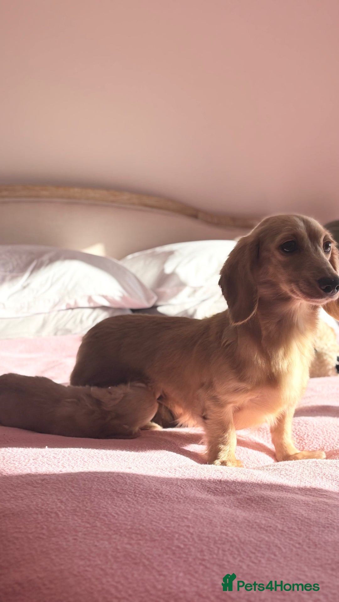 Miniature Dachshund dogs for sale: KC 🐶 Miniature Long Haired Cream Dachshund 🐶  - Advert 2