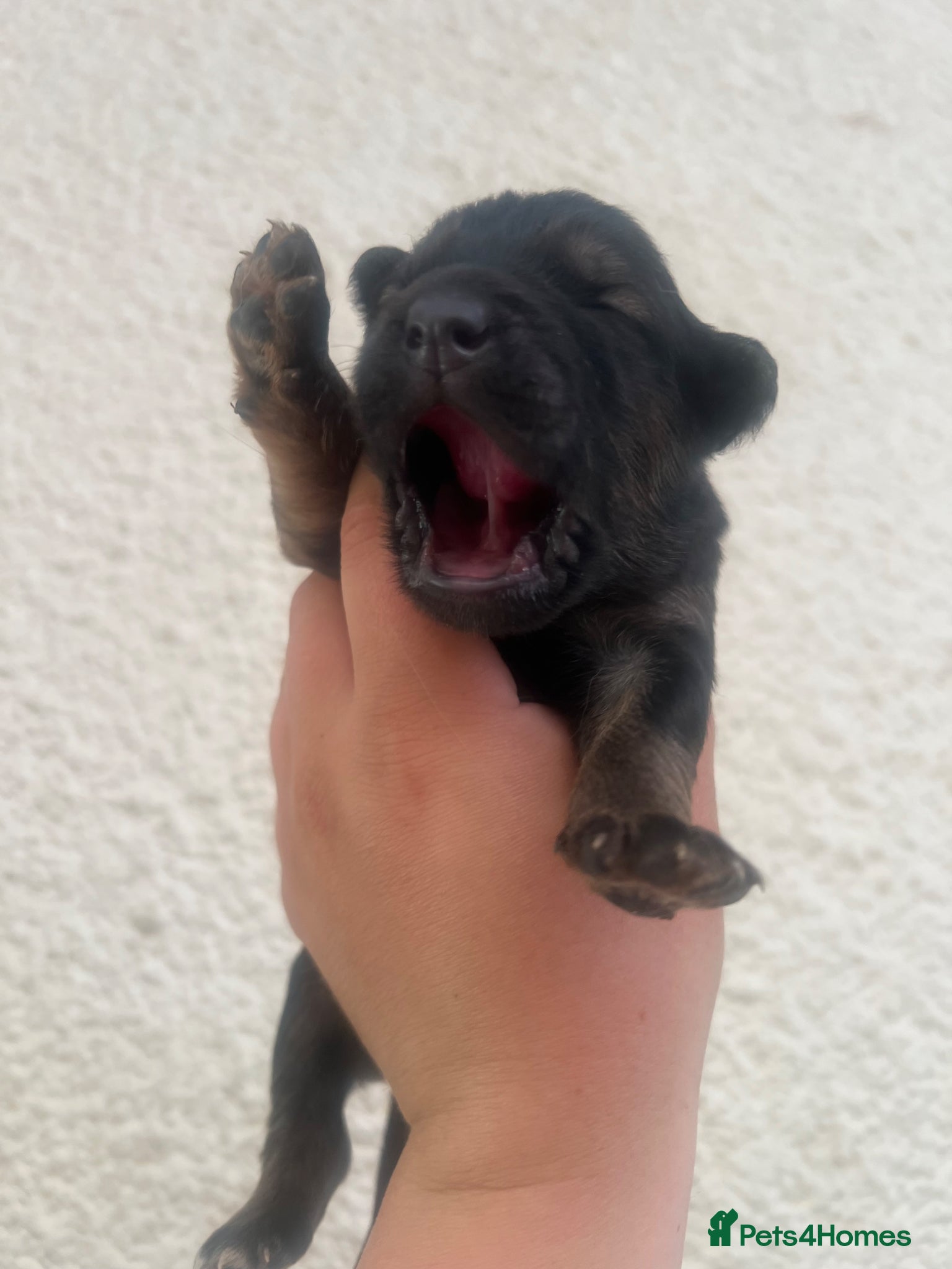 Mixed Breed dogs for sale: 7 beautiful Malkita x puppies with unique colours  - Advert 18