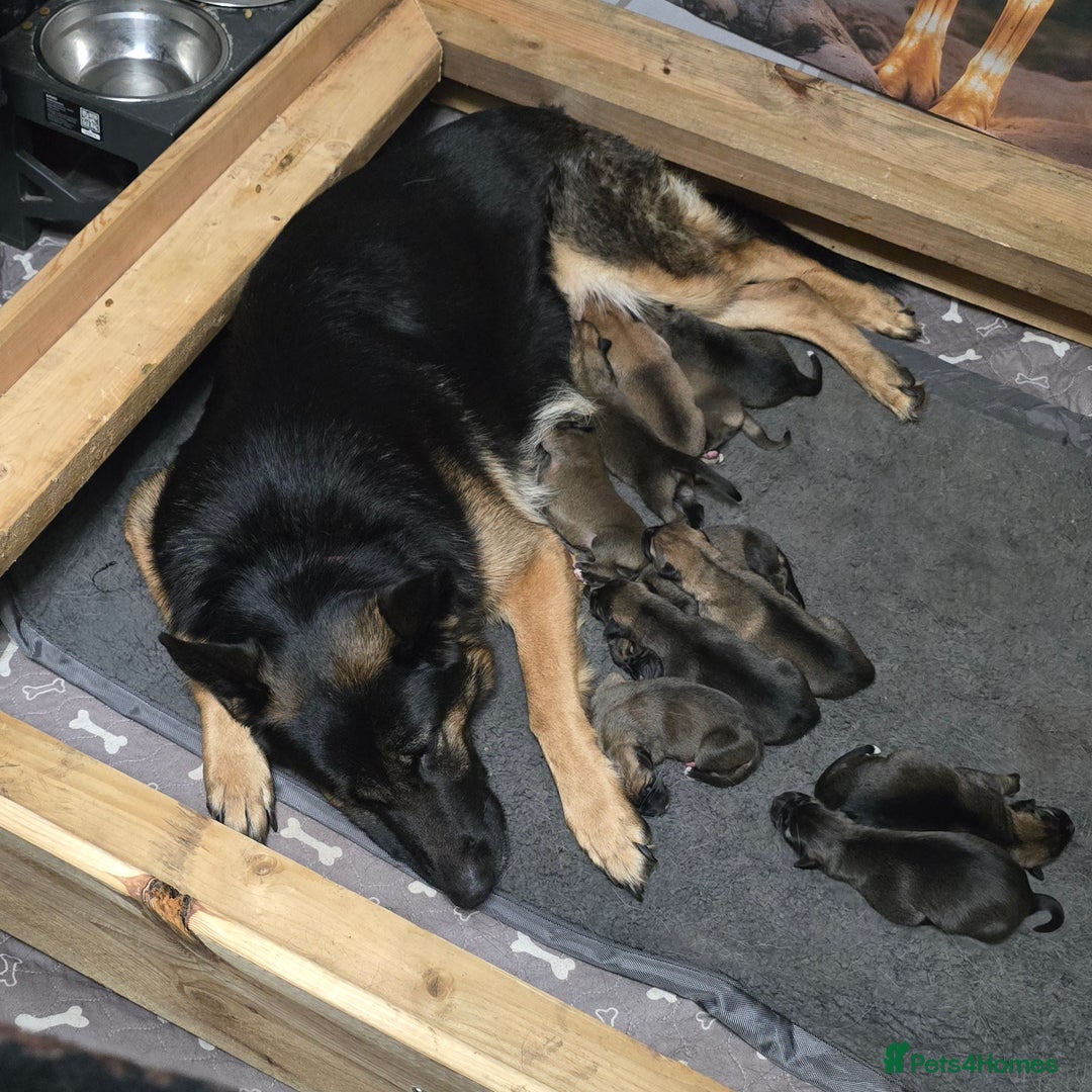 Mixed Breed dogs for sale: Cross between gsd/whippet/Huskey - Advert 3