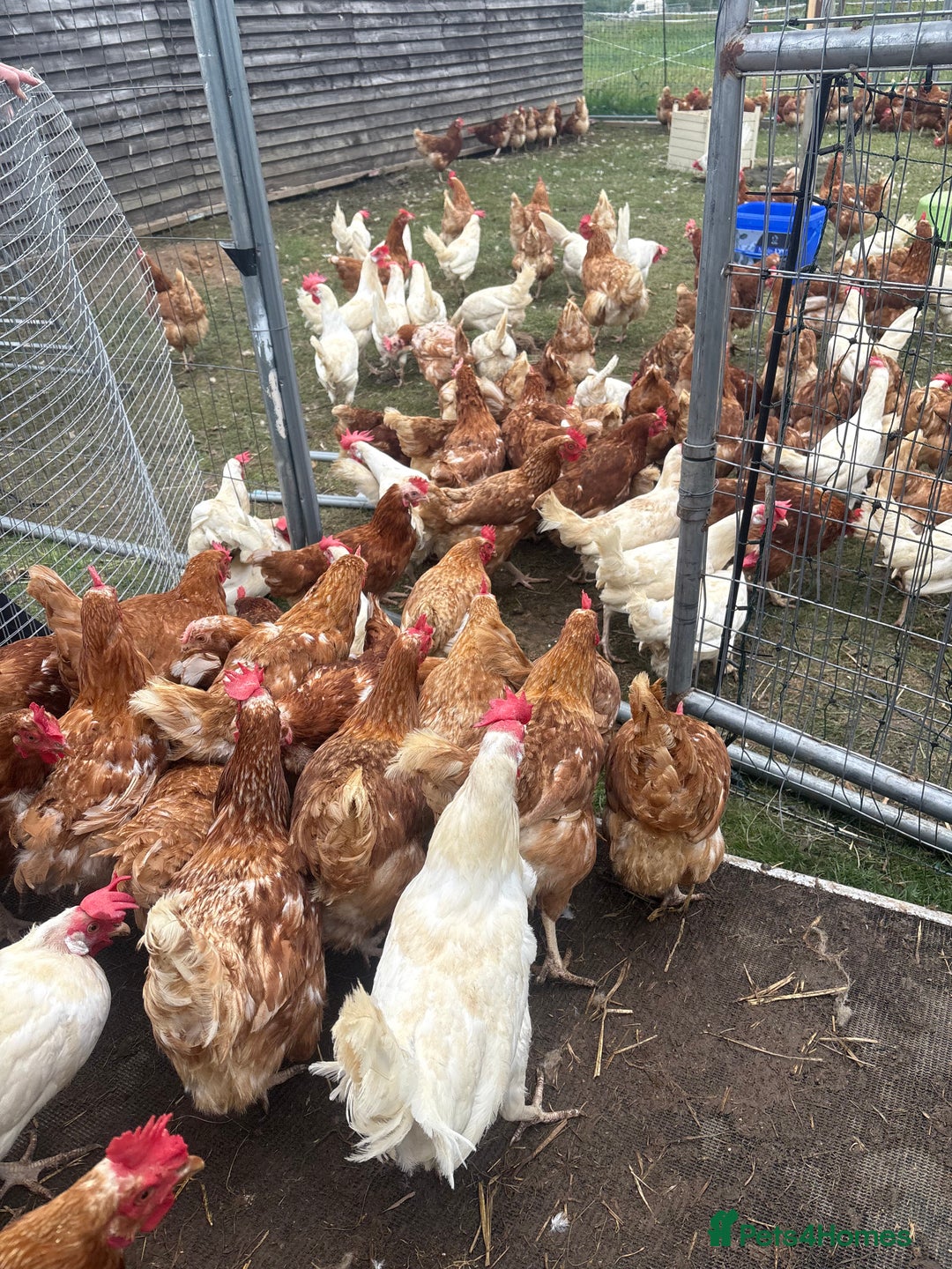 Chickens poultry for sale: Rescue hens looking for new hone in Chichester - Image 5