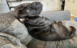 Mixed Breed dogs for stud: STAFFORDSHIRE BULL TERRIER MIX FOR STUD - Image 15