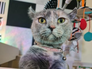 Munchkin cats Unique Little Lady - Munchkin - Advert 4