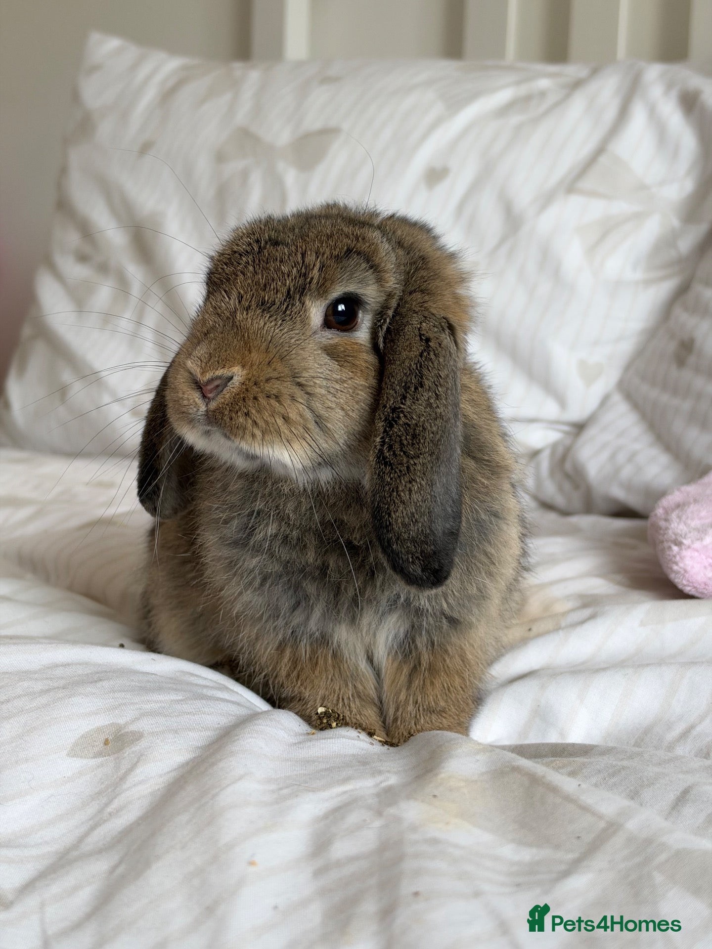 Mini Lop rabbits Friendly Mini Lop Looking for His Forever Home - Advert 10