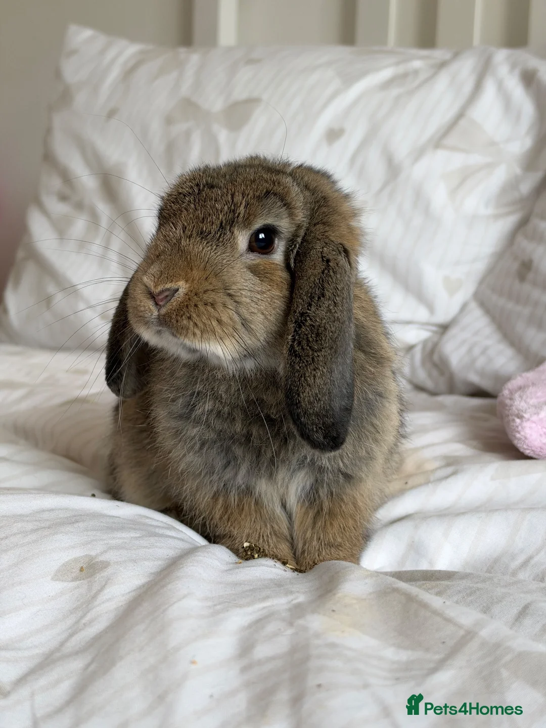 Mini Lop rabbits for sale: Friendly Mini Lop Looking for His Forever Home - Advert 1