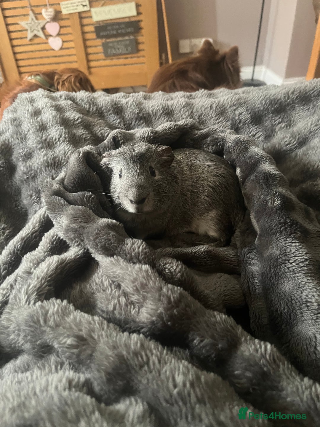 Guinea Pig rodents for sale: 2 male guinea pigs - Image 11