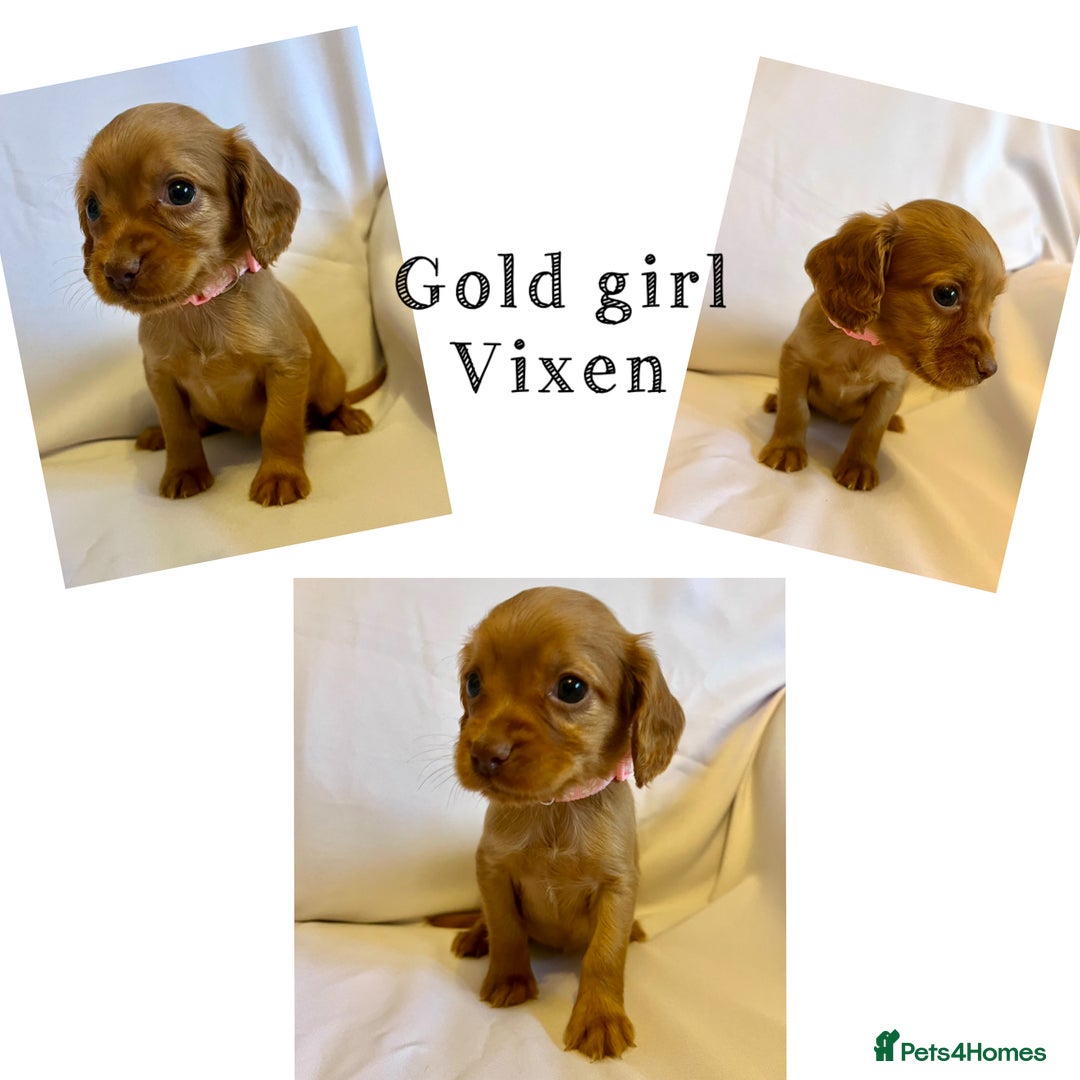 Cocker Spaniel dogs for sale: Cocker spaniel puppies - Advert 5