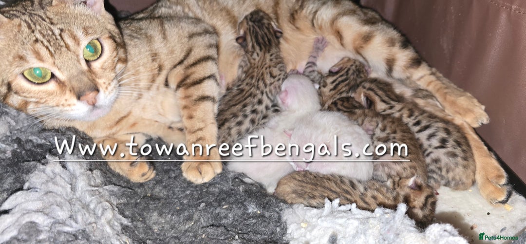 Bengal cats for sale: Tica registered bengal kittens - Advert 8