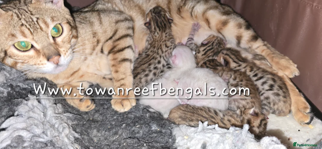 Bengal cats for sale: Tica registered bengal kittens - Advert 8