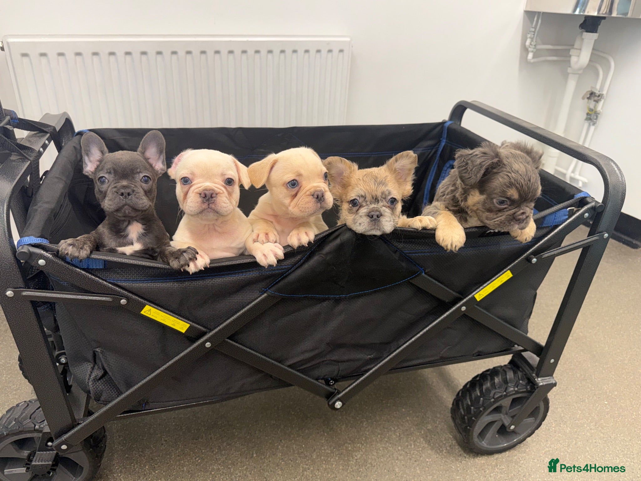 French Bulldog dogs FLUFFY FRENCH BULLDOGS 😍❤️ READY TO LEAVE NOW - Advert 8