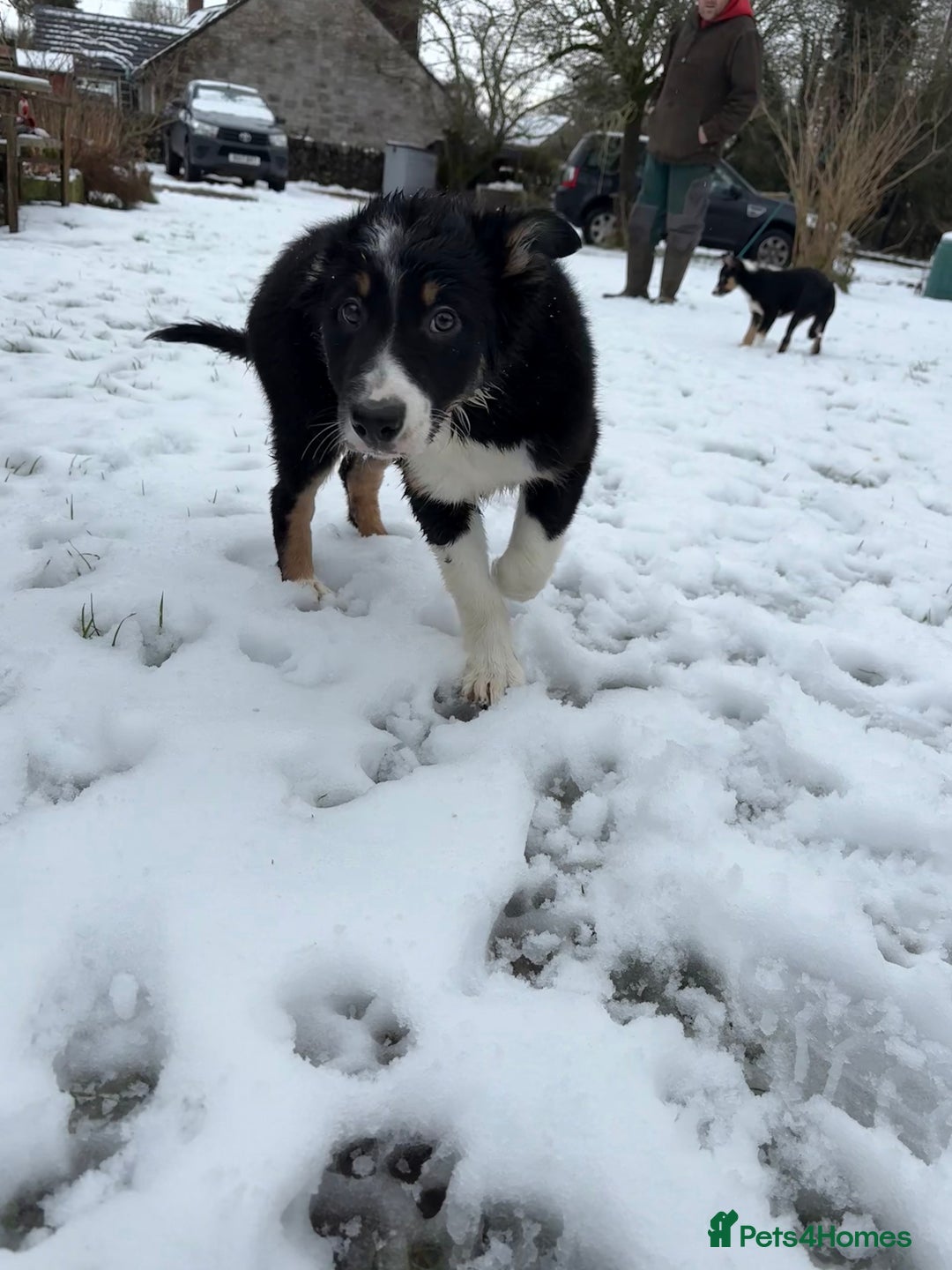 Border Collie dogs for sale: 🖤🤎2 Tri colour collies! 🖤🤎 - Advert 4