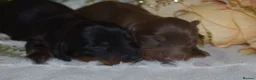 Miniature Dachshund dogs for sale: KC Long Coat Miniature Dachshund Puppies - Advert 16