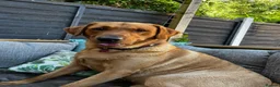 Labrador Retriever dogs for sale: Labrador Retriever  in Colchester - Advert 8